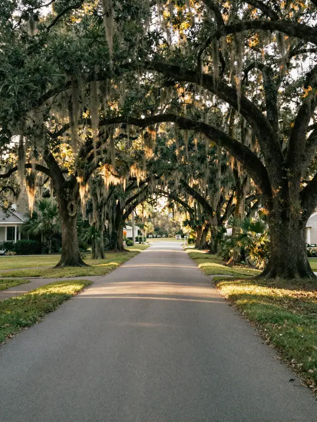A quiet road under live oaks hung with Spanish moss, in late afternoon sun.